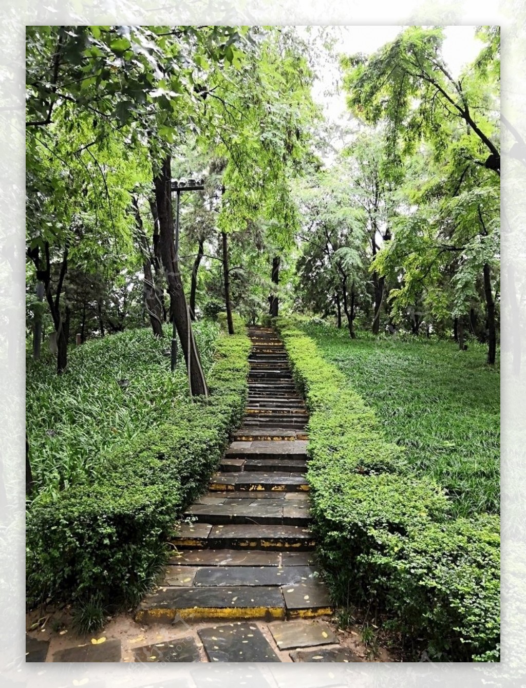 木路楼梯翠绿
