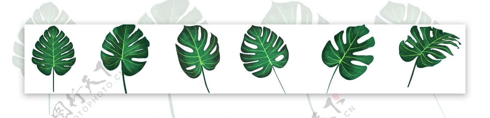 手绘噪点绿叶元素龟背竹叶子装饰