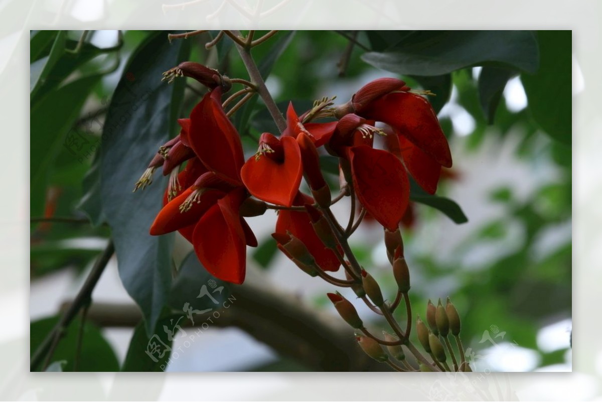 龙牙花