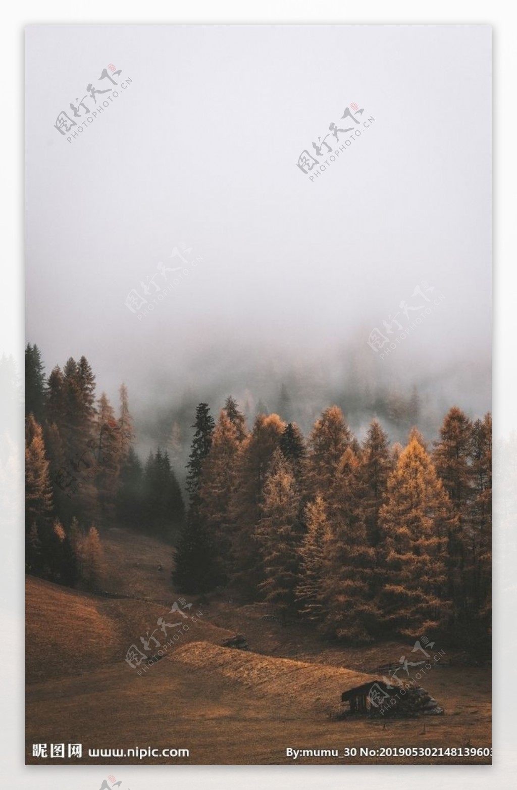 雾里的山林
