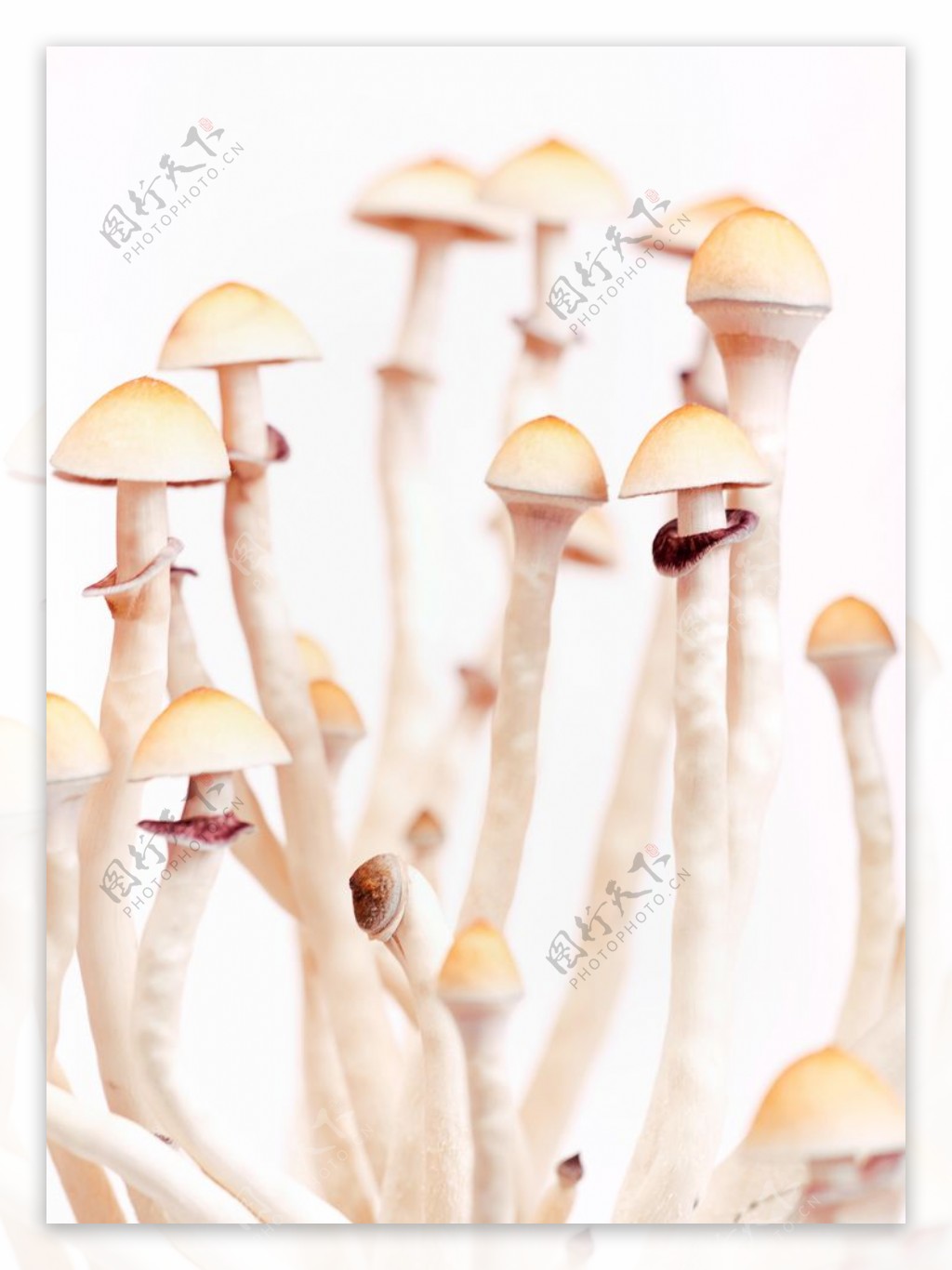 野蘑菇