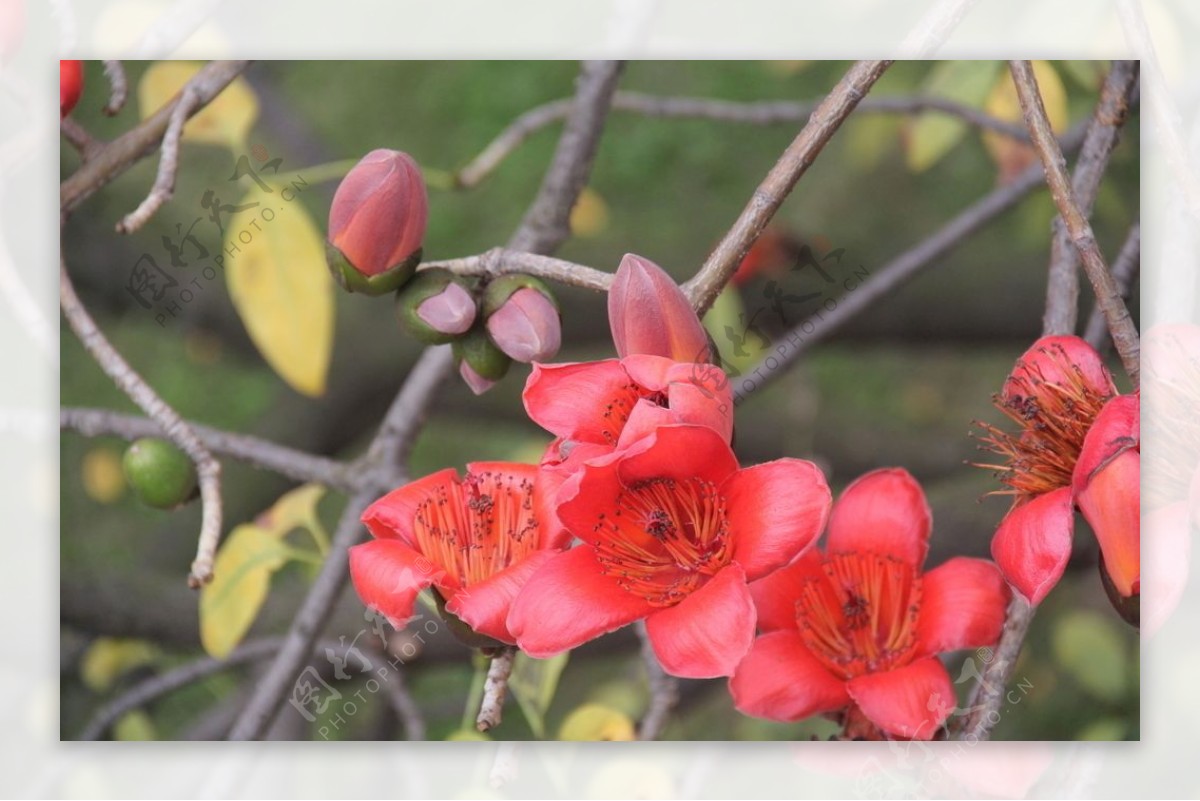 木棉花