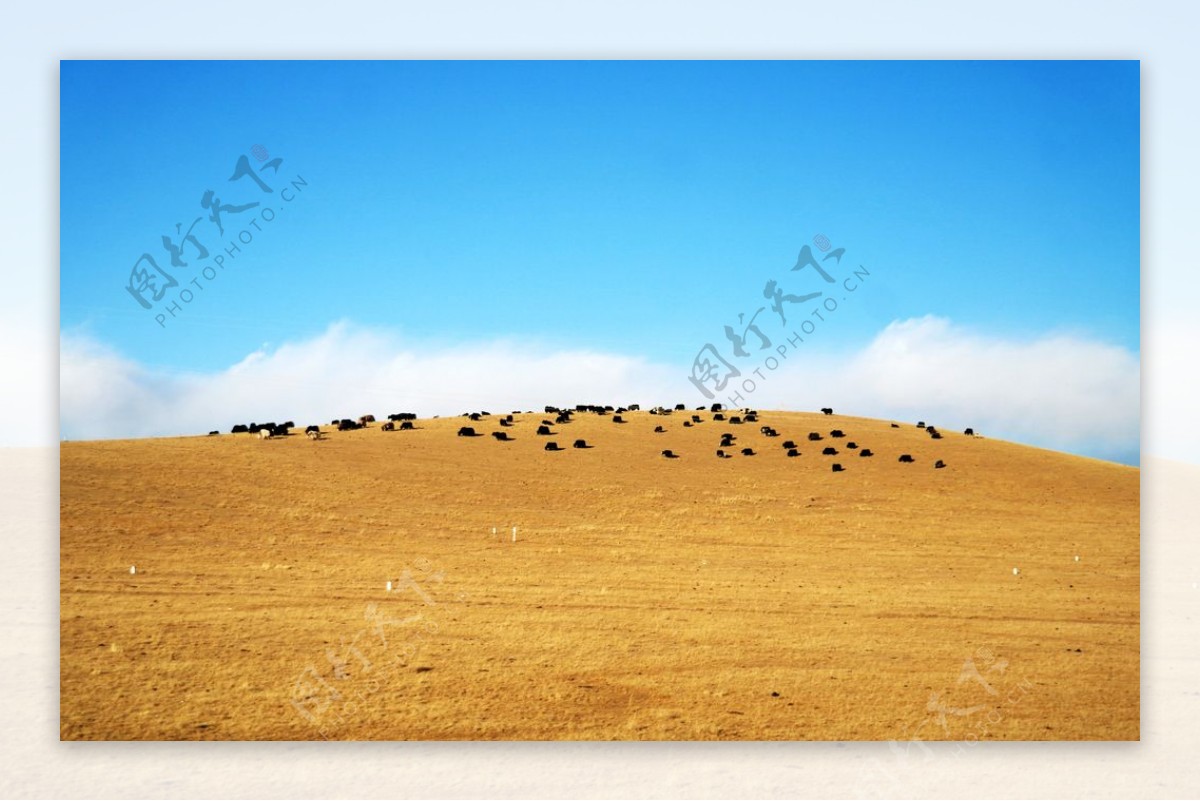 草原山坡蓝天白云牛羊