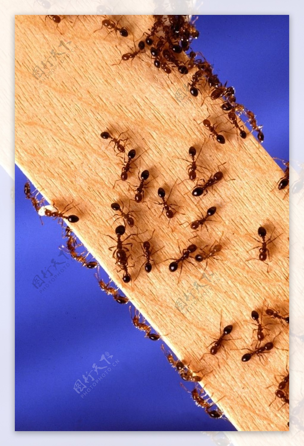 蚂蚁图片素材-编号14350545-图行天下