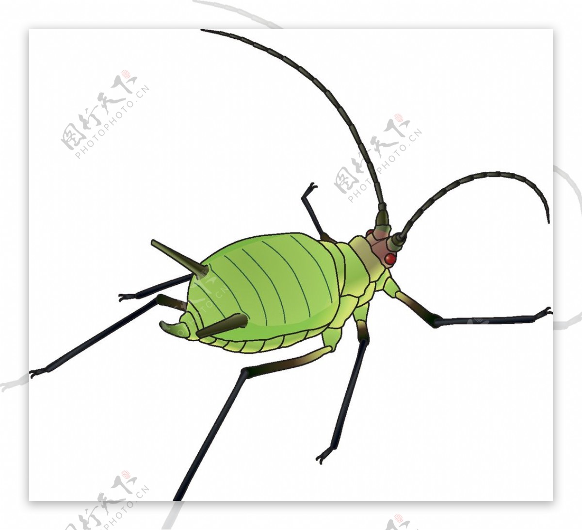 昆虫系列绿色螽斯