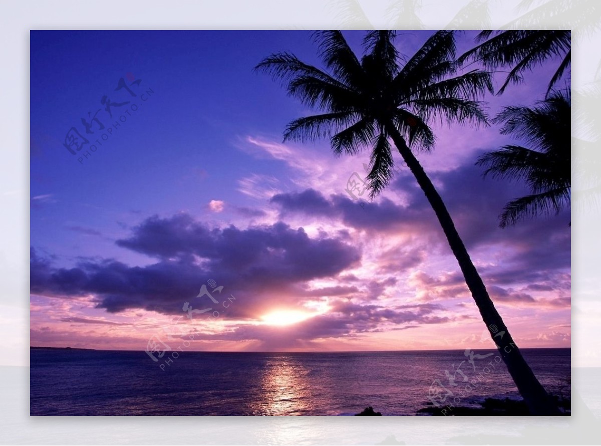 落日下的海边椰树