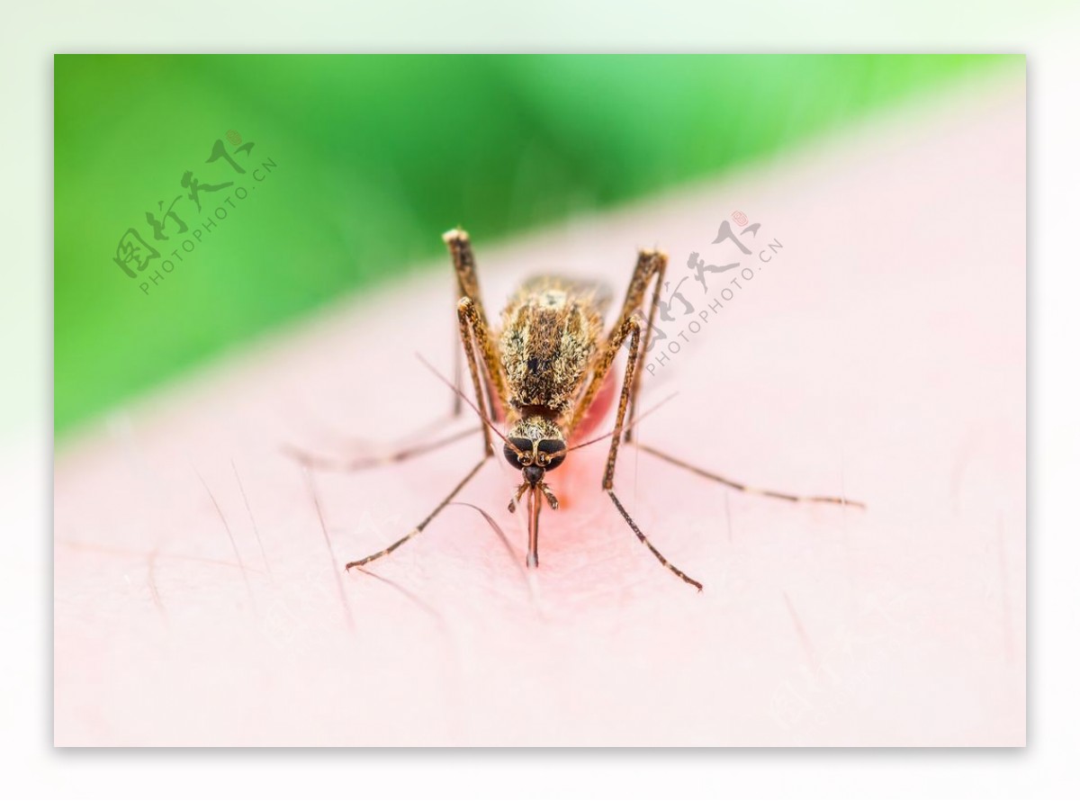 交配后才吸血？蚊子如何在短暂的一生中，让我们对其深恶痛绝？