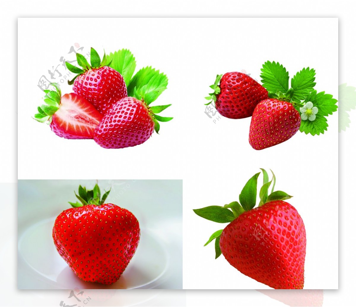 鲜草莓草莓奶油草莓有机草