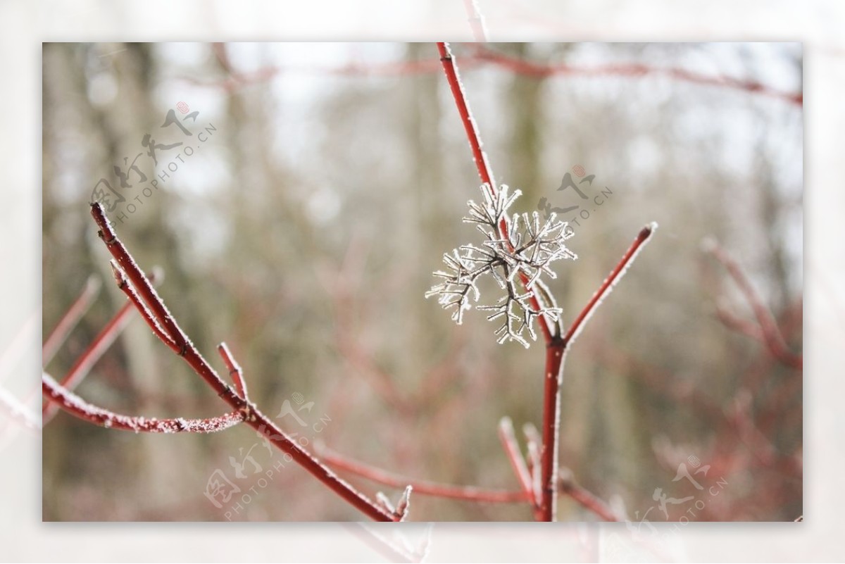 小雪