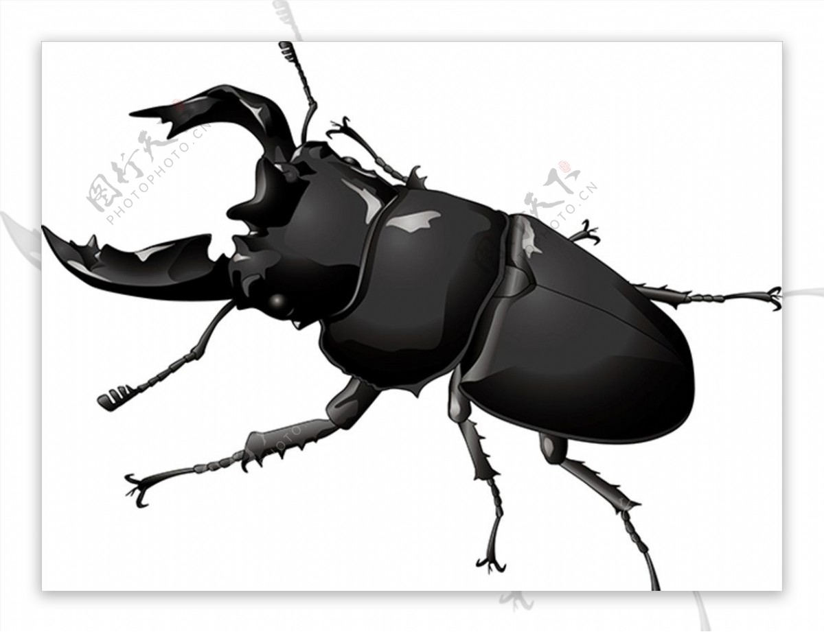 昆虫系列锹形虫黑色