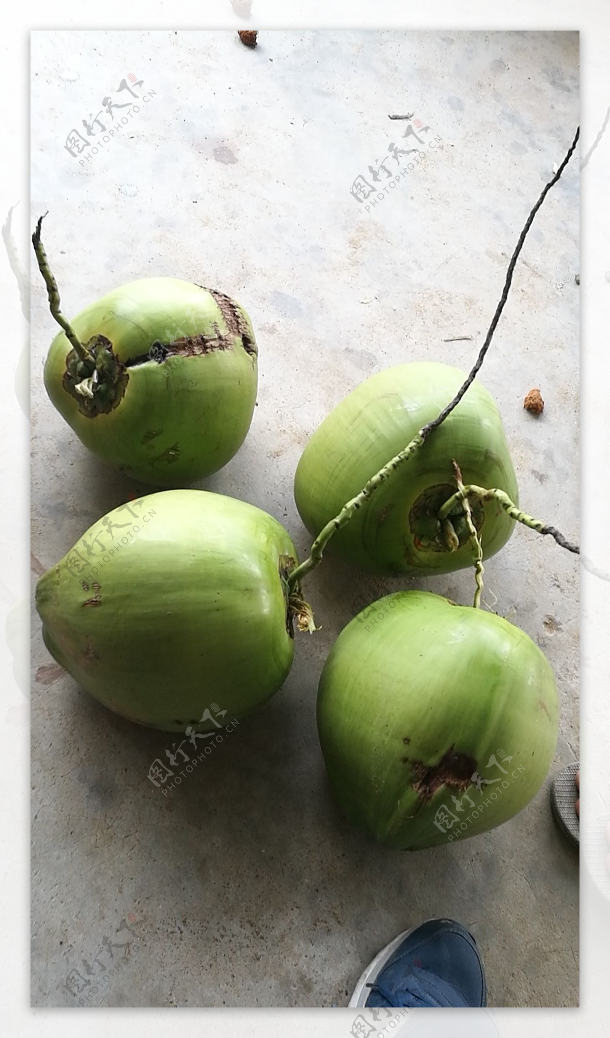 海南椰子水果椰树热带植物