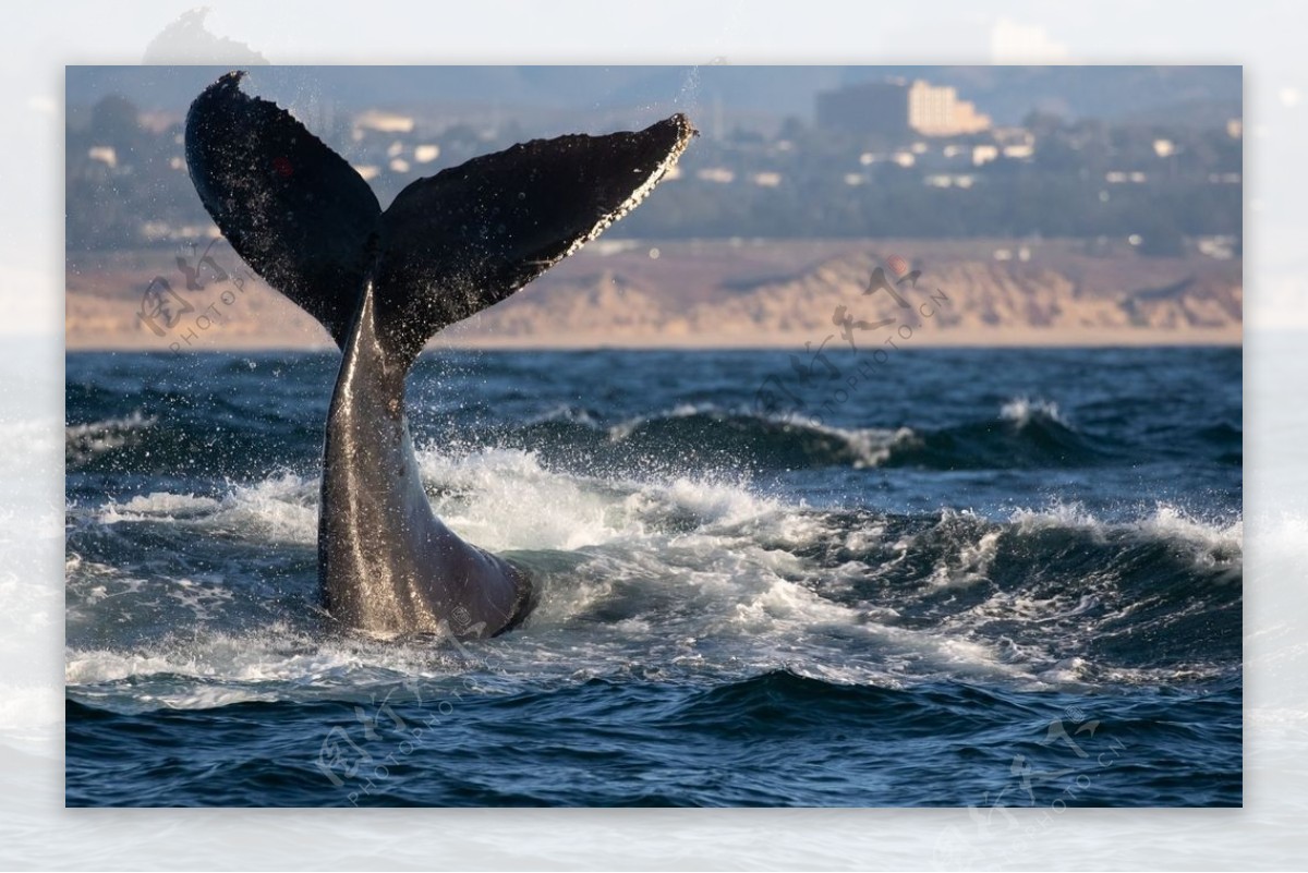 海洋天空鲸鱼海浪风景