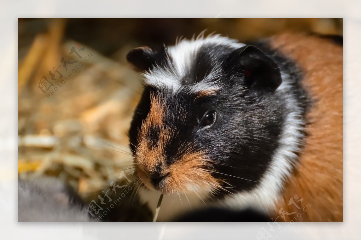 吖吉大人的豚鼠（荷兰猪）|摄影|宠物摄影|吖吉大人 - 原创作品 - 站酷 (ZCOOL)
