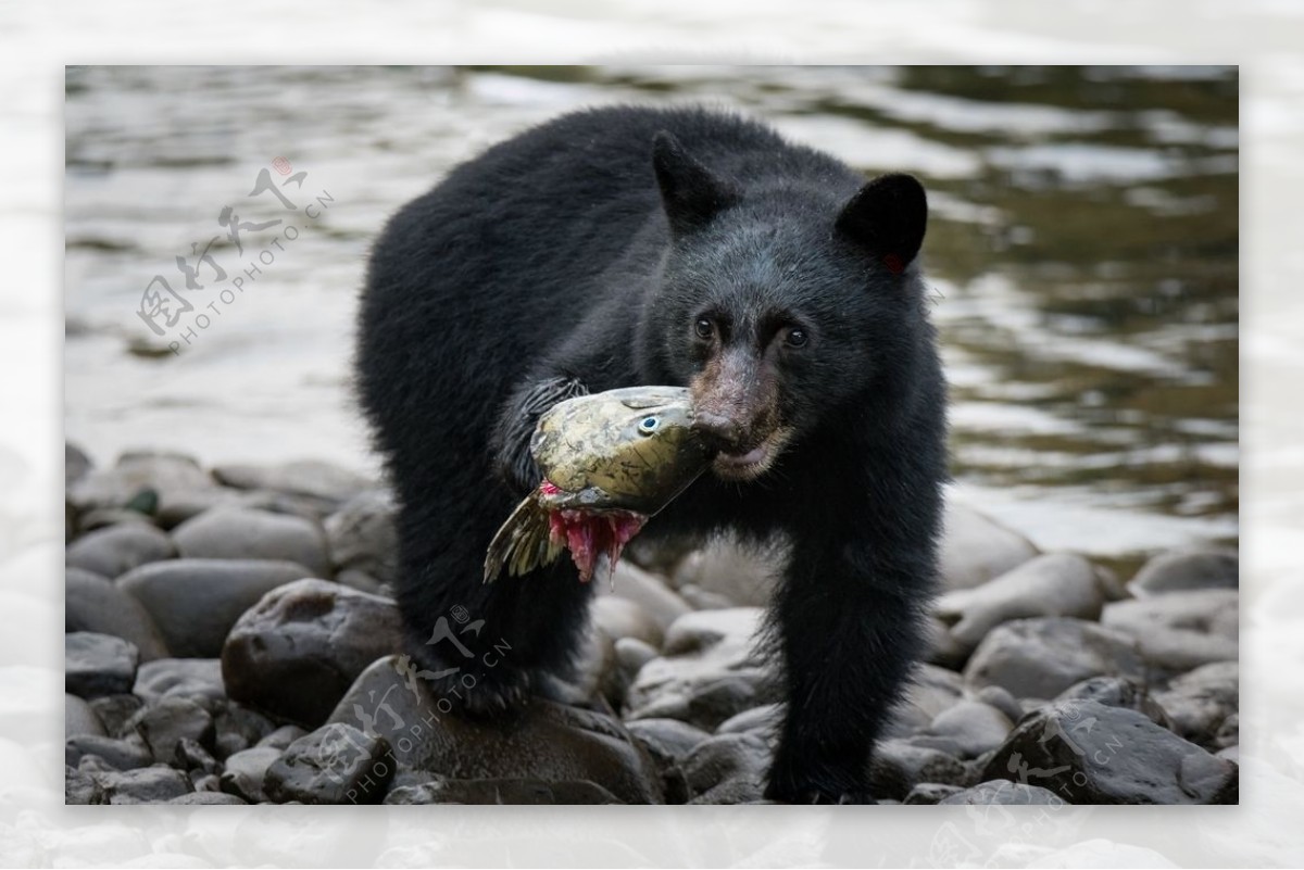 河滩黑熊河水野生动物