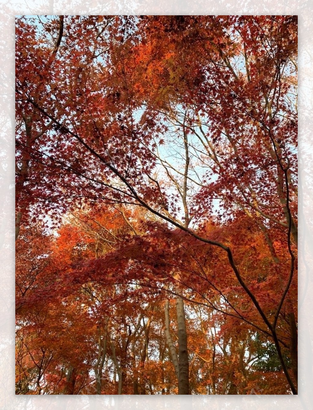 秋天园林里的枫叶树林