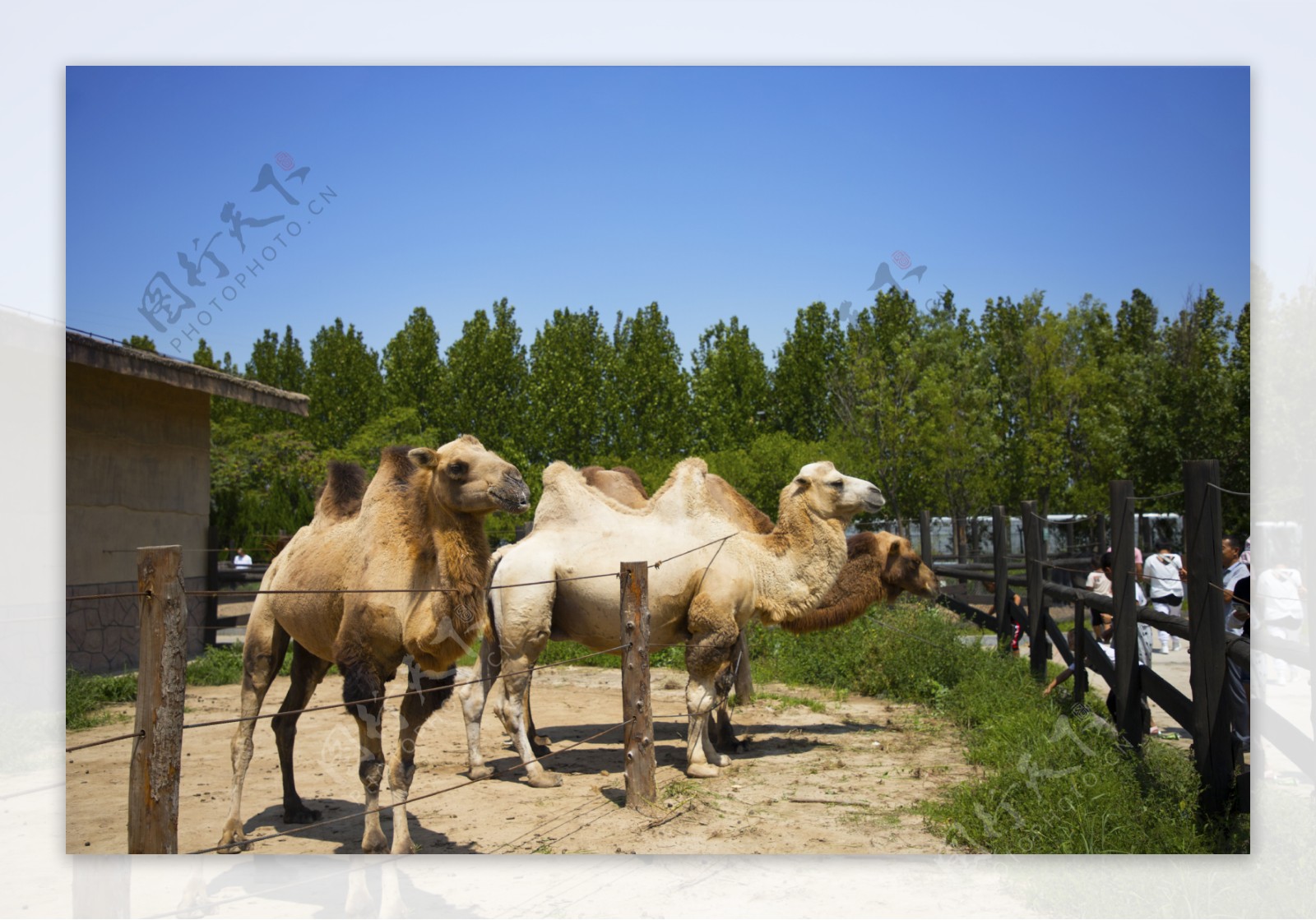 骆驼动物园摄影野生动物