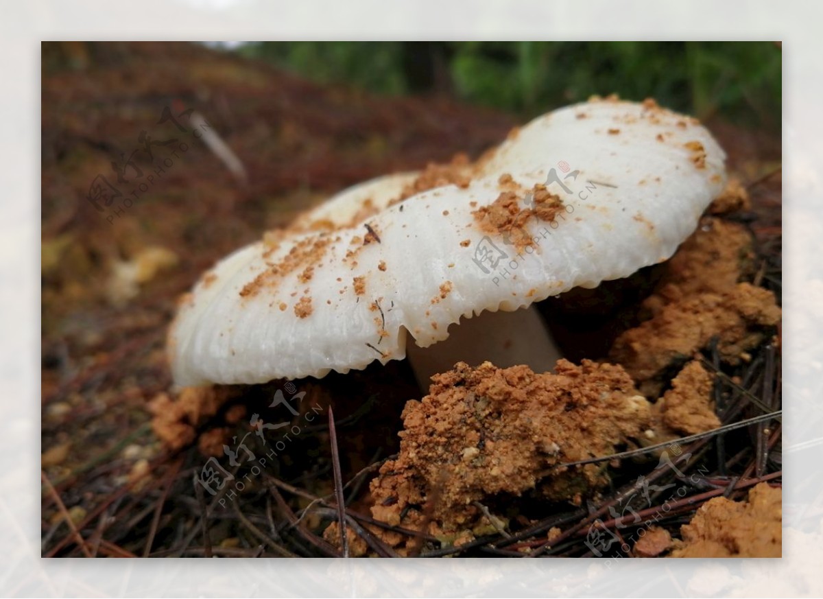 破土的蘑菇
