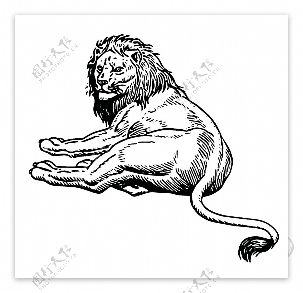 野生狮子绘画
