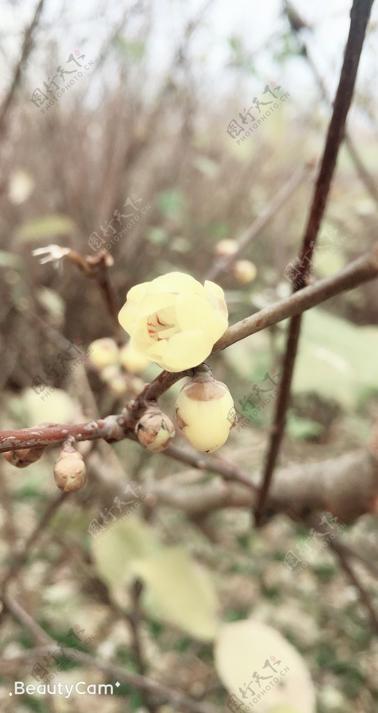 蜡梅树枝花瓣蓝天花苞