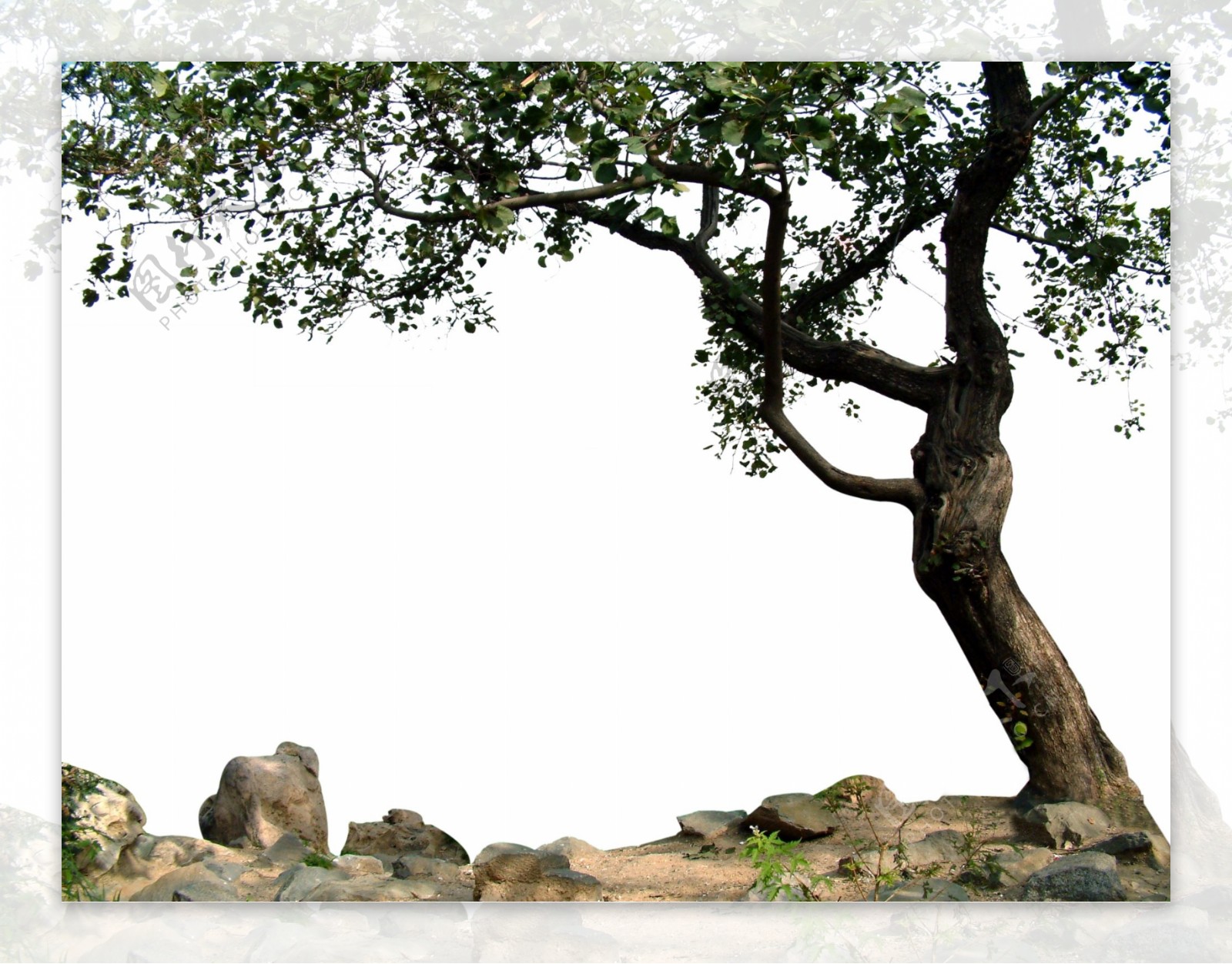 前景树与石头