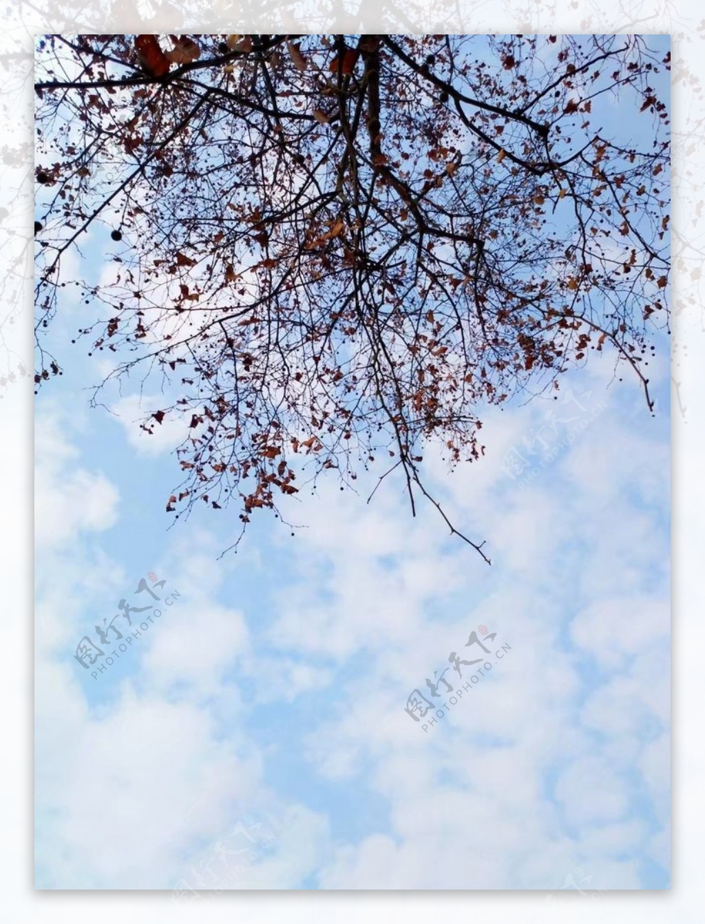 蓝天白云枯树