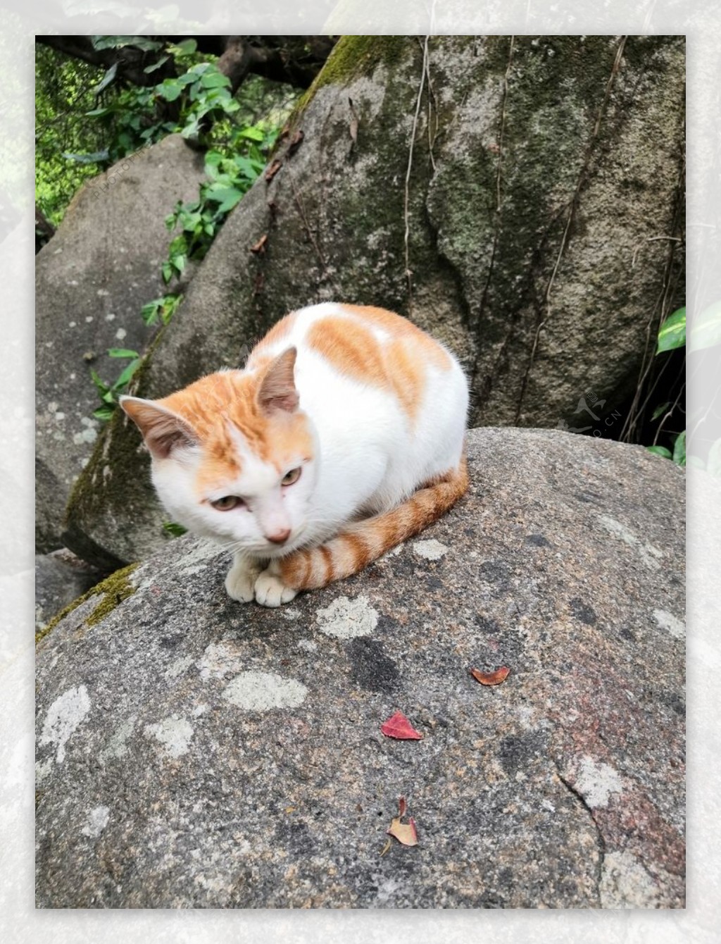 动物小猫橘猫可爱石头上
