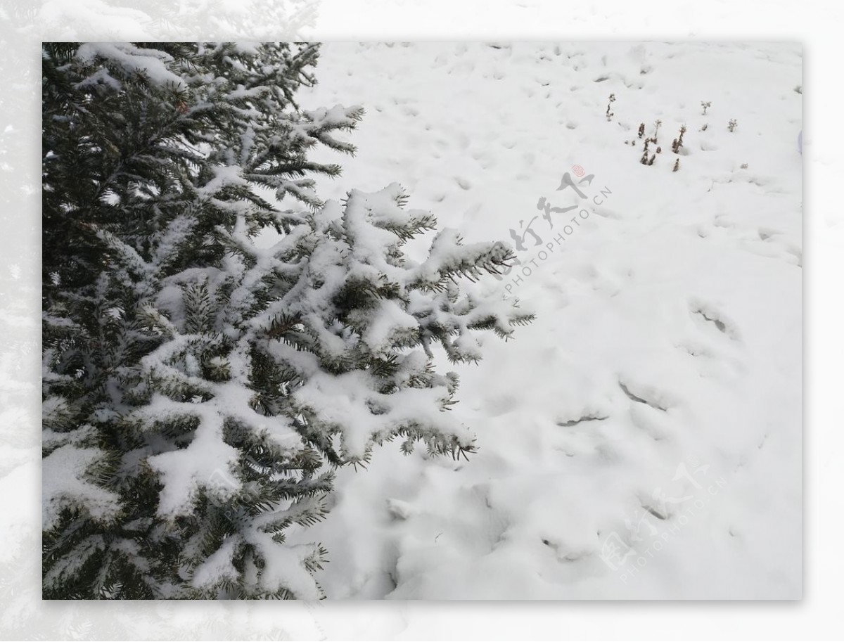 雪白雪雪地树冬天