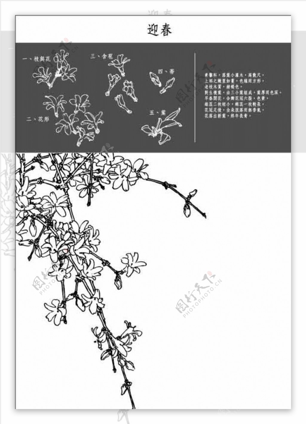 中国工笔画图谱迎春