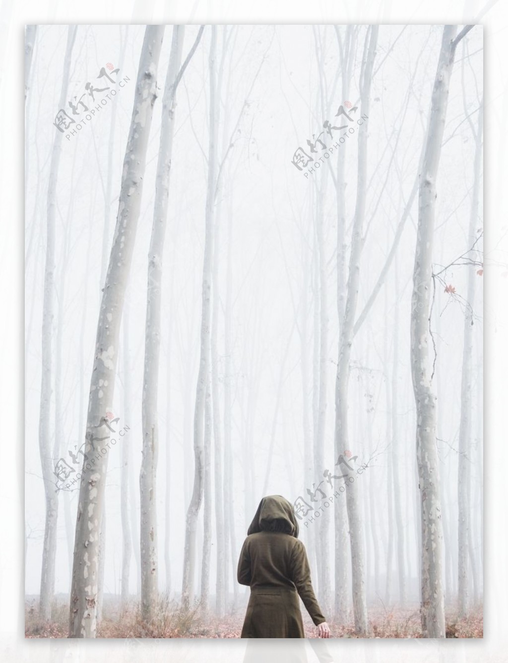 白色桦木林中的大衣女人