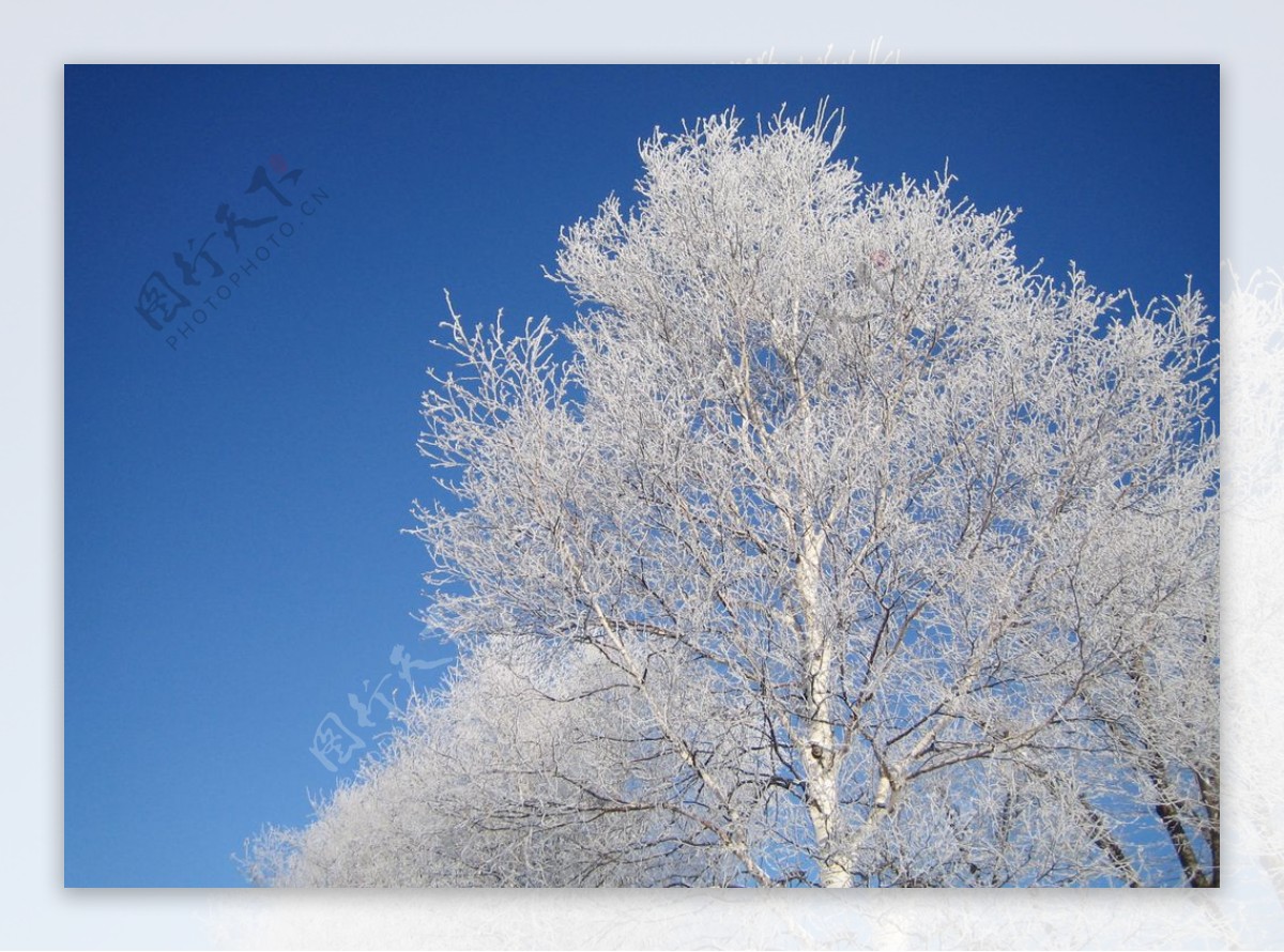 冰雪中的树木