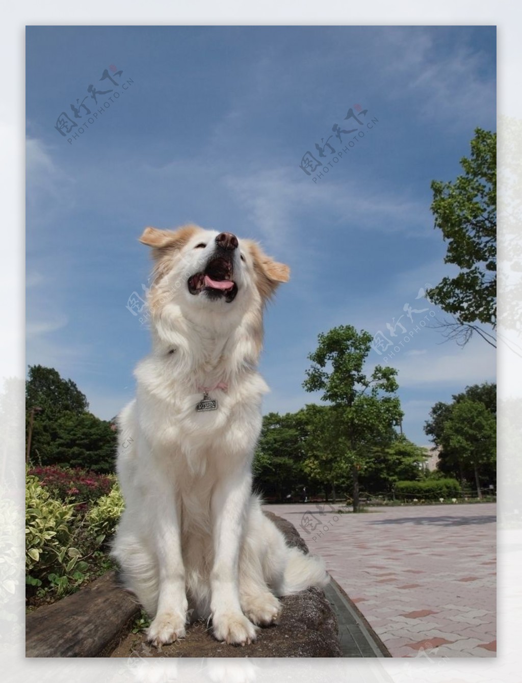 狗小狗风景壁纸狗桌面背