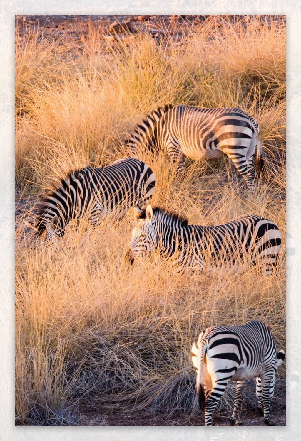 非洲草原的斑马