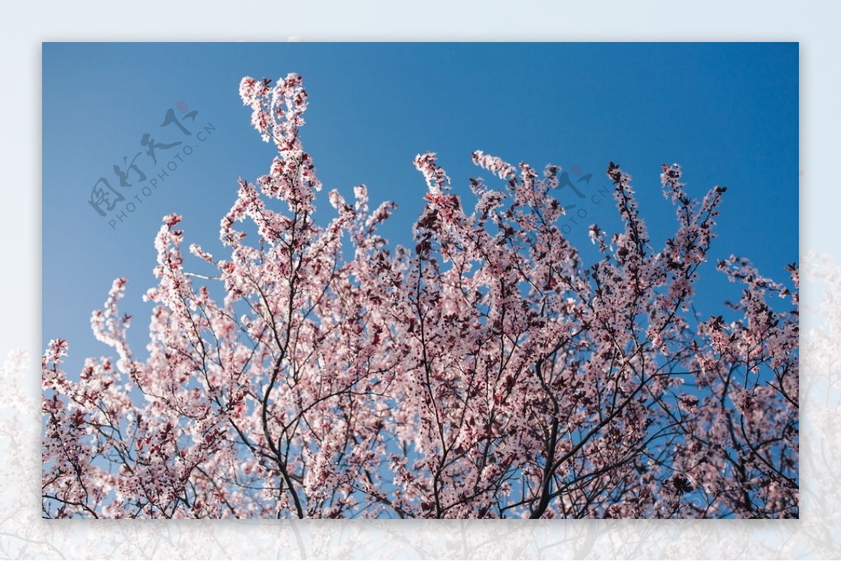 美丽的樱花摄影美图
