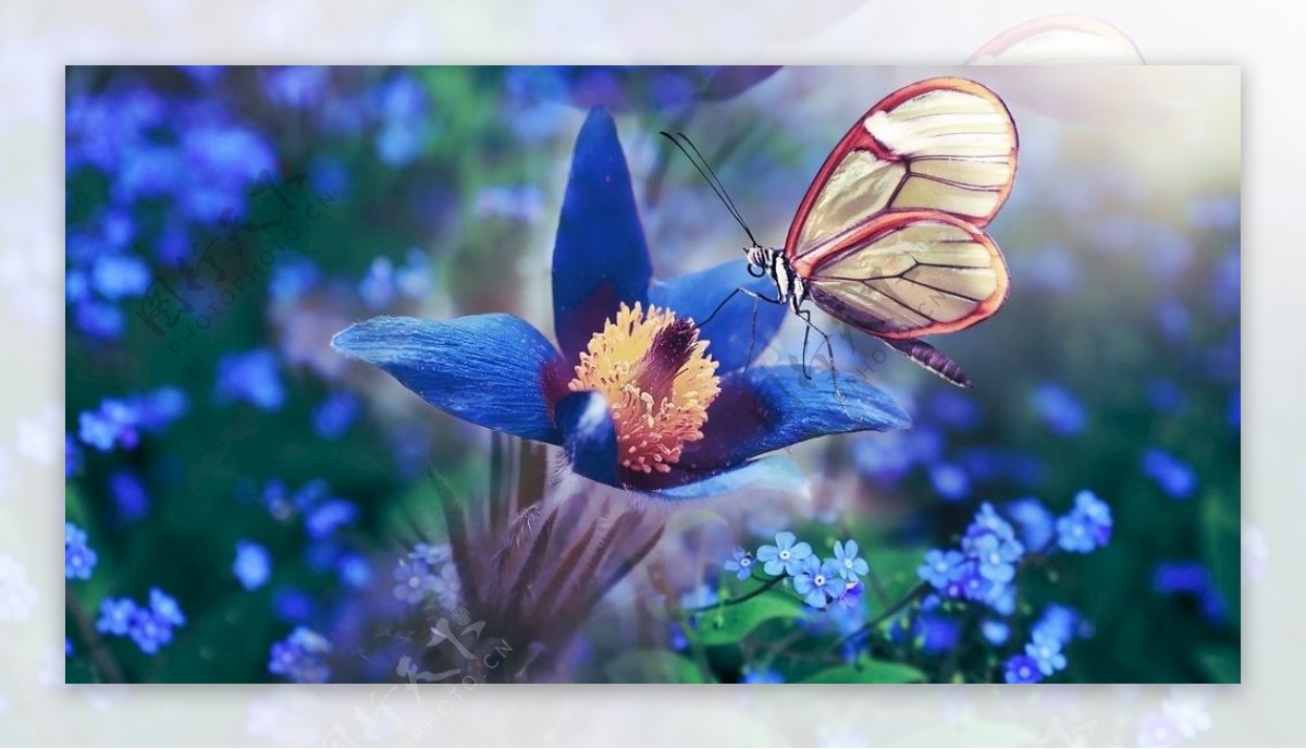白头翁属蝴蝶蓝色花卉
