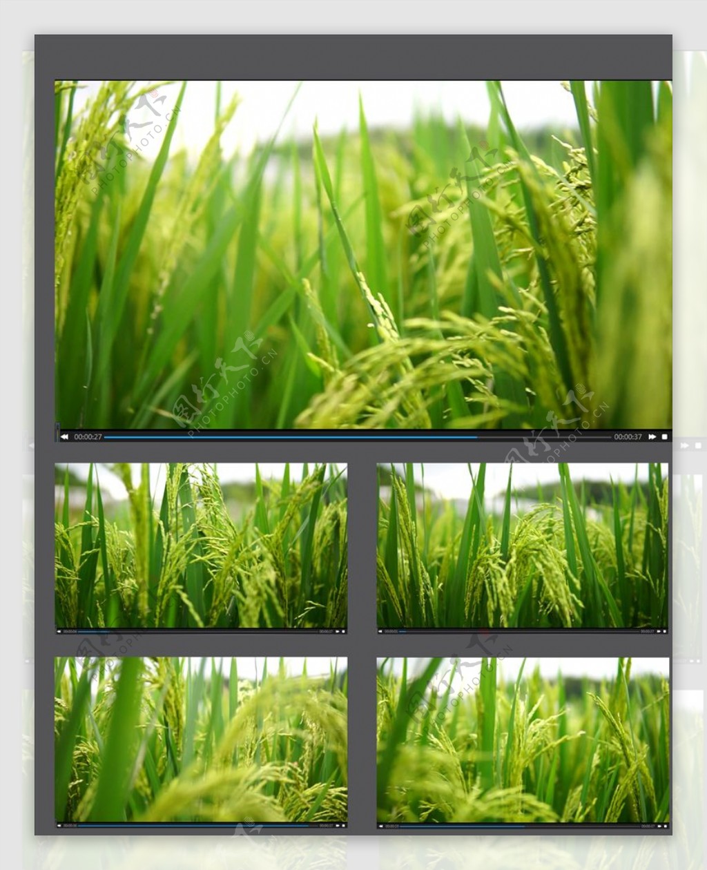 水稻种植稻穗视频拍摄素材