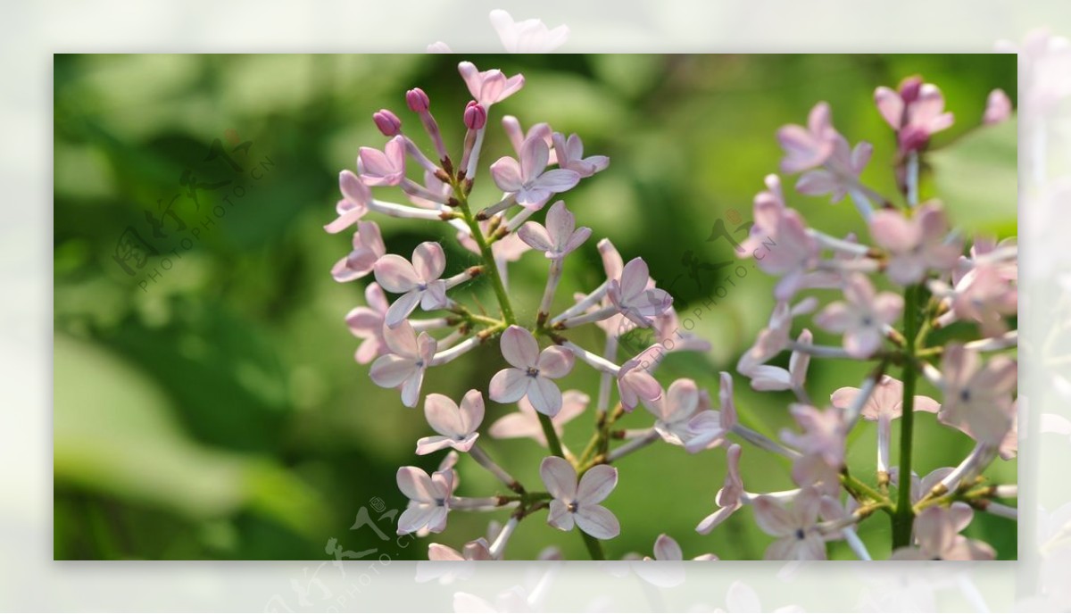 美丽的丁香花