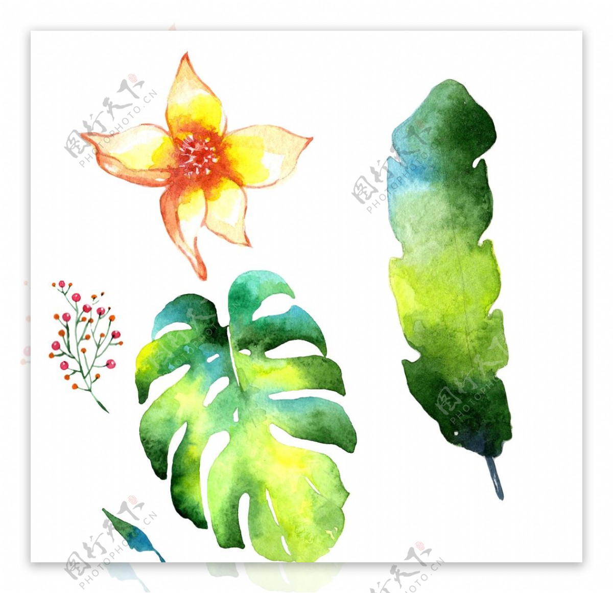 彩绘热带植物