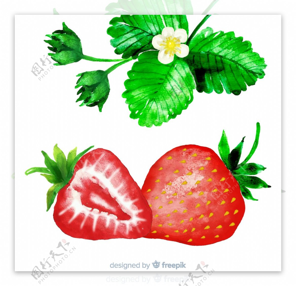 水彩绘草莓和草莓叶