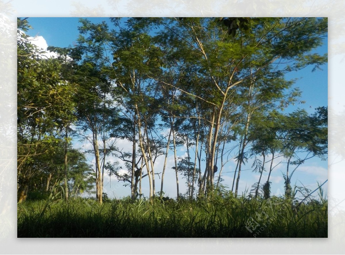 亚马逊沿河景观