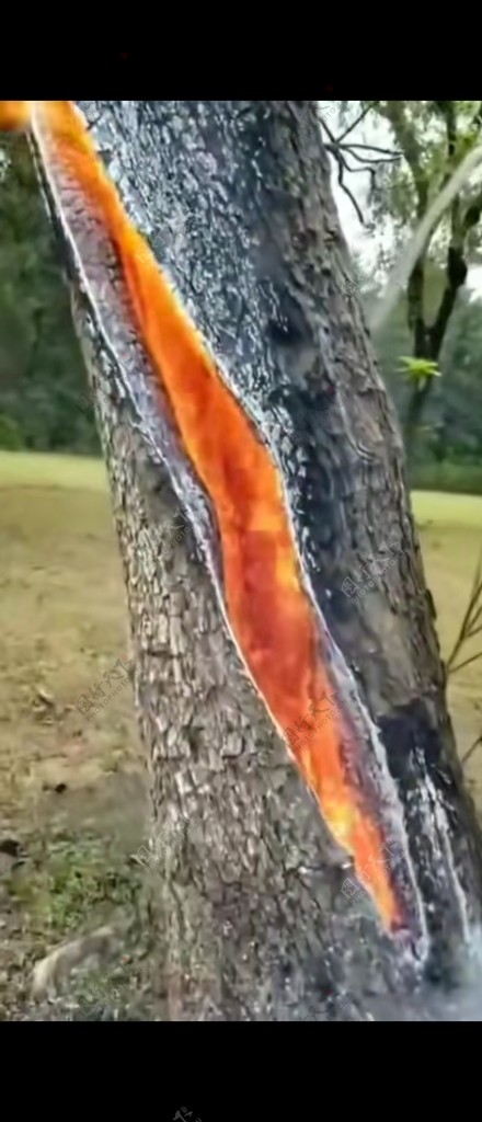 火烧树
