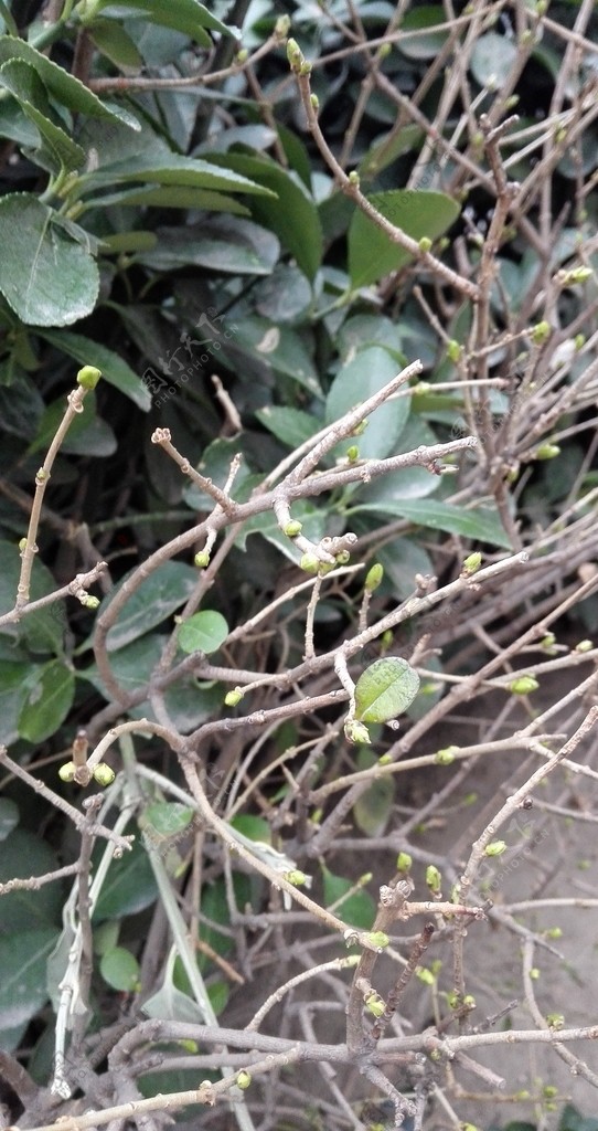 枝芽嫩芽