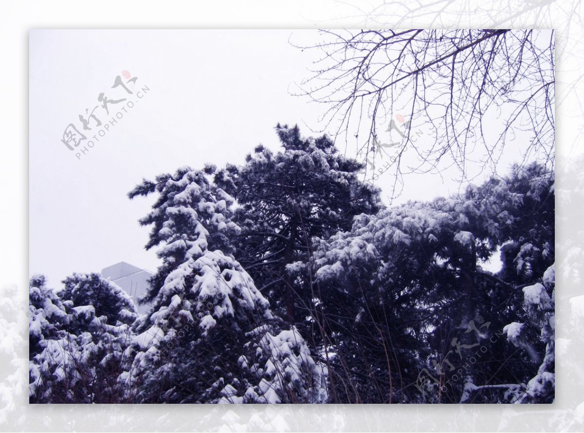 雪景与松树