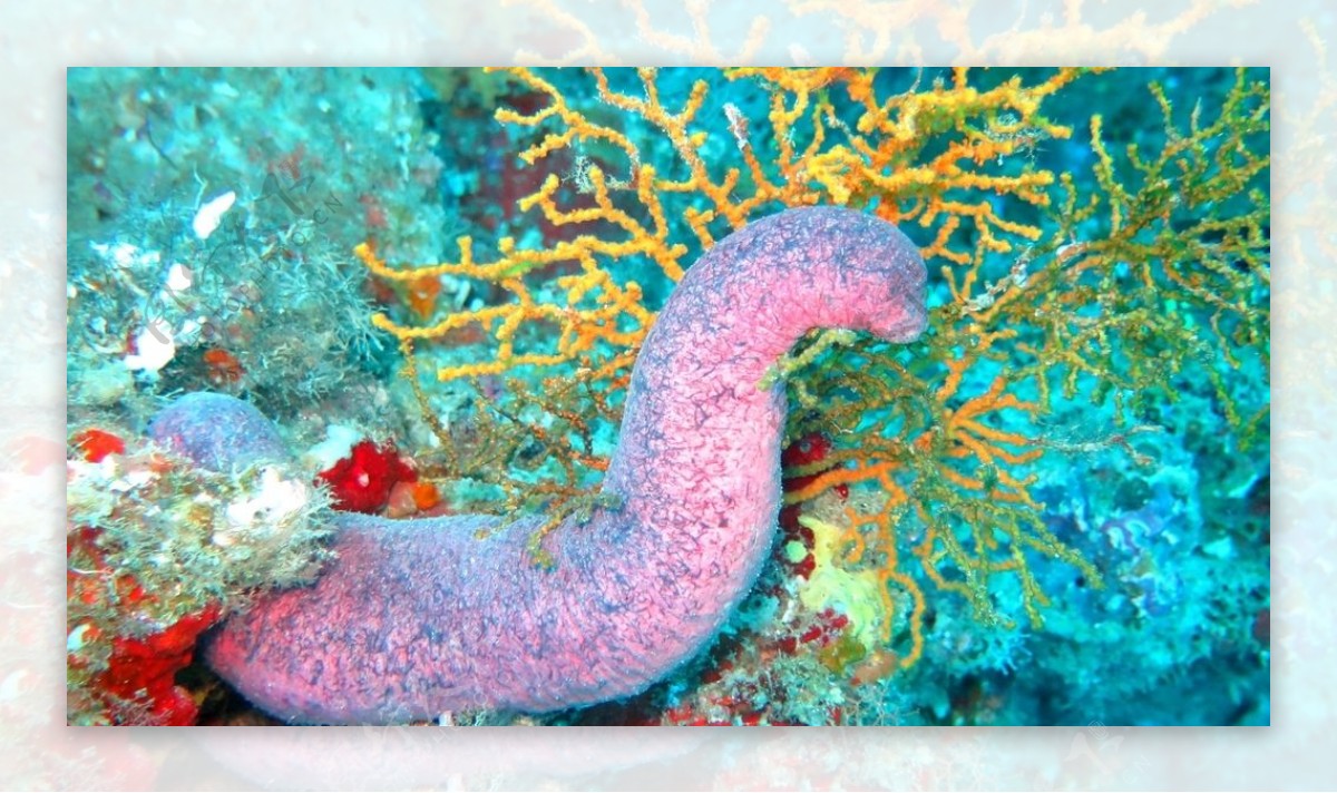 美丽多姿的海底珊瑚