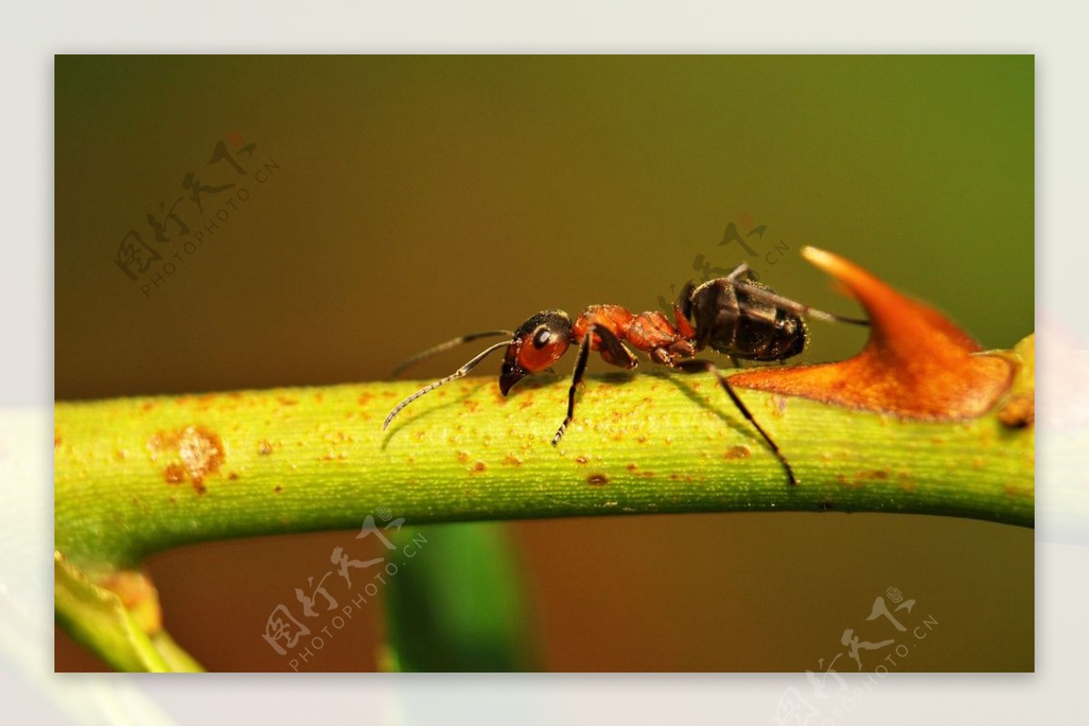 蚂蚁图片素材-编号38536543-图行天下