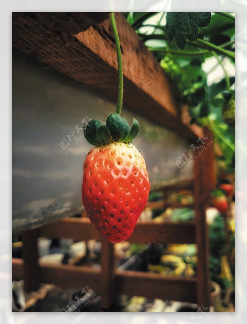 草莓花园
