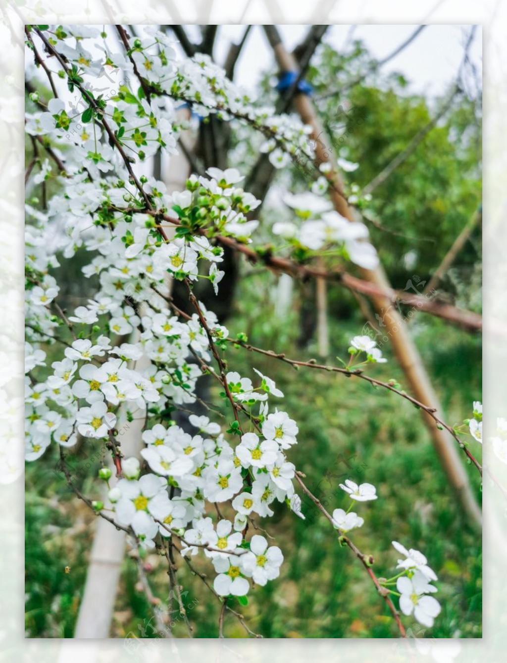 春天白色的花