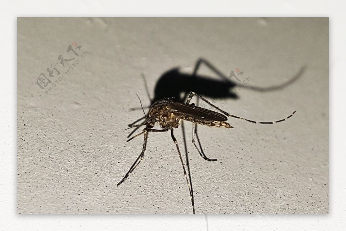 蚊子摄影图__其他生物_生物世界_摄影图库_昵图网nipic.com