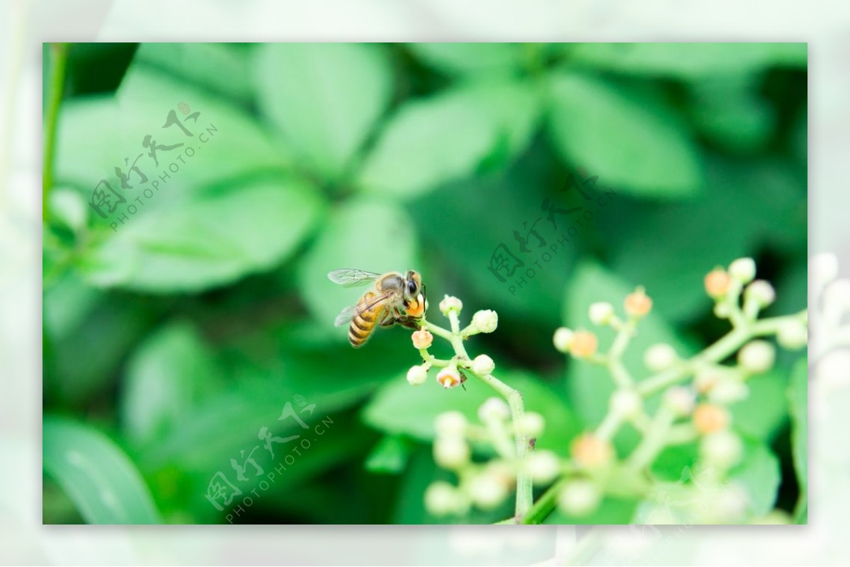 花间隐者小蜂蜜