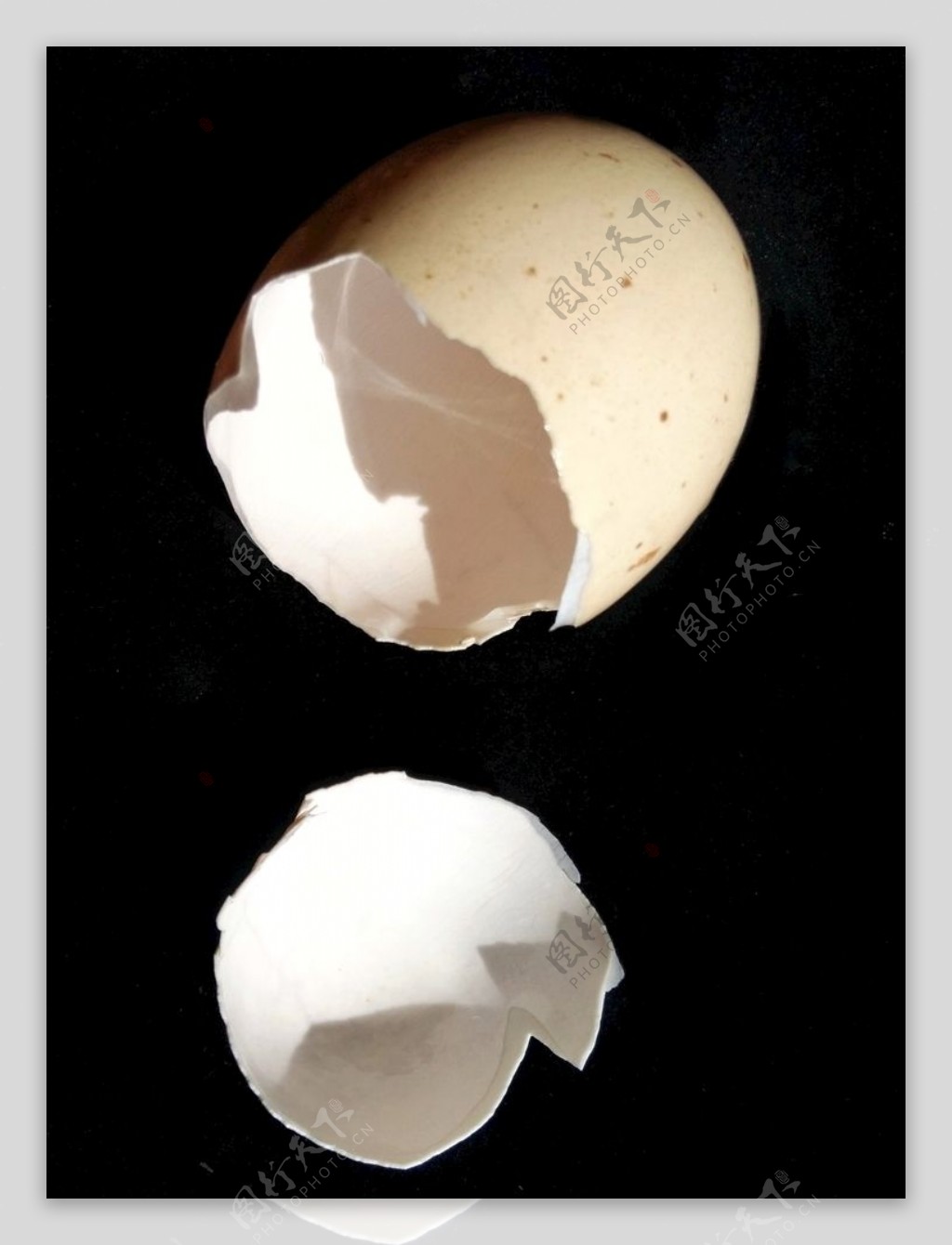 鸡蛋壳打碎碎壳白色黑底