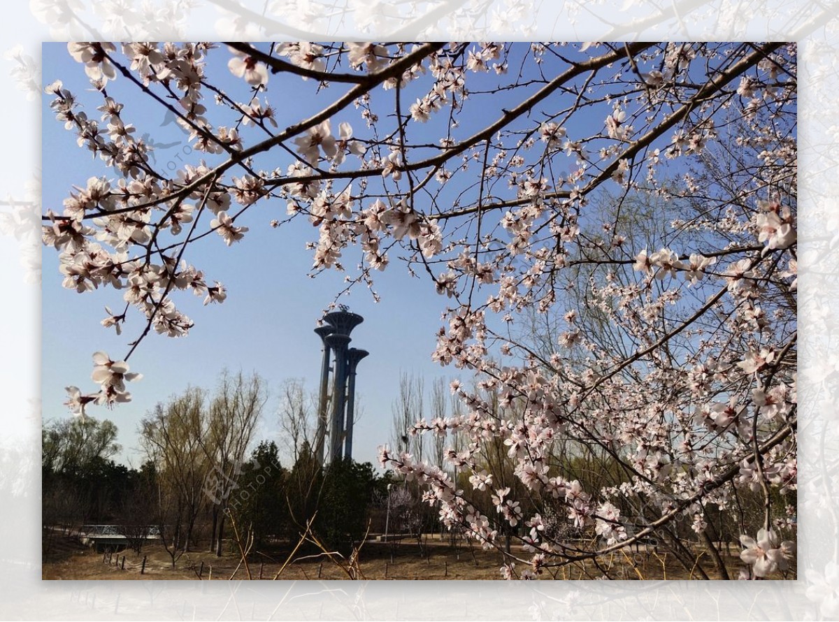 北京奥森公园观光塔春色